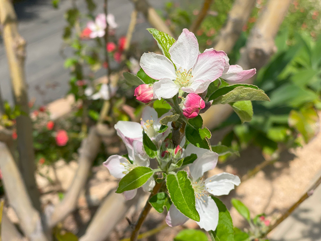 リンゴの花と蕾