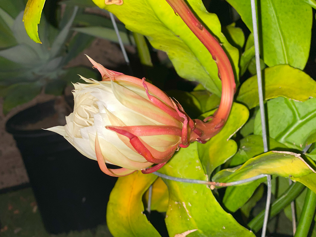 月下美人の開花