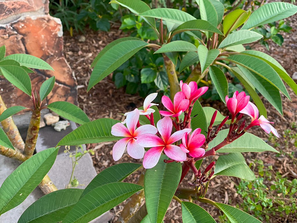 プルメリアの花